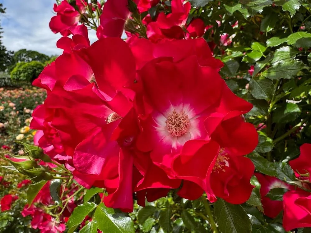 Rosa 'Eddie's Jewel' (Eddie's Jewel Rose) — Northwest Blooms